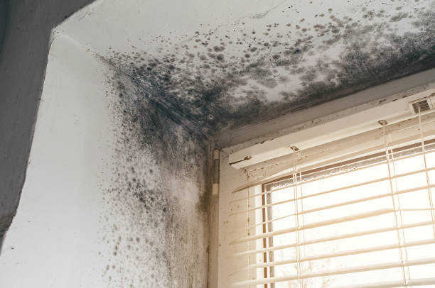 Affordable Black Mold Remediation solutions in Barnesville, GA